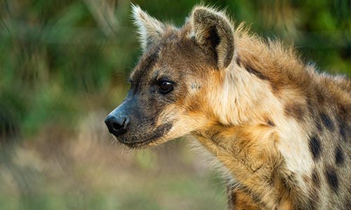 hyena