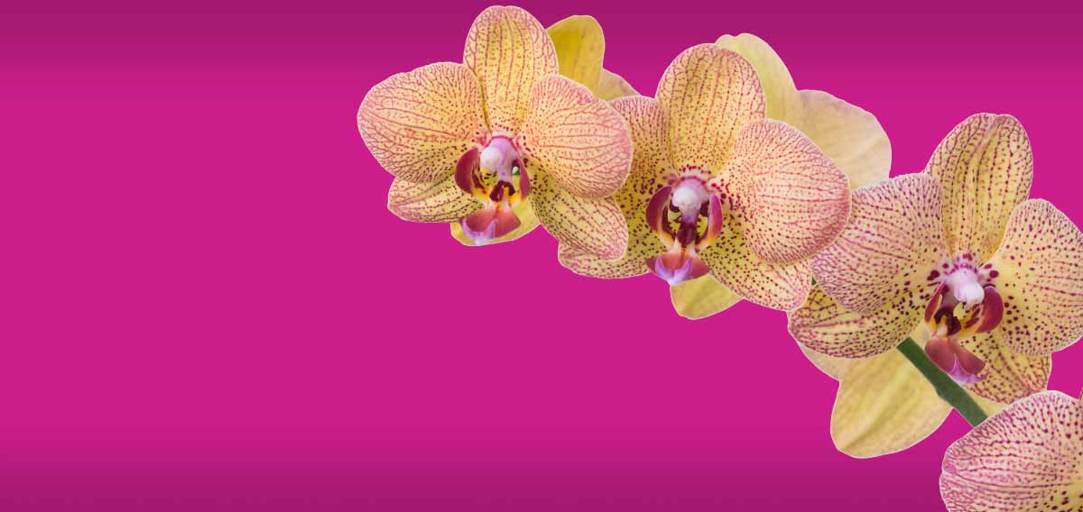 Orchid Adventure