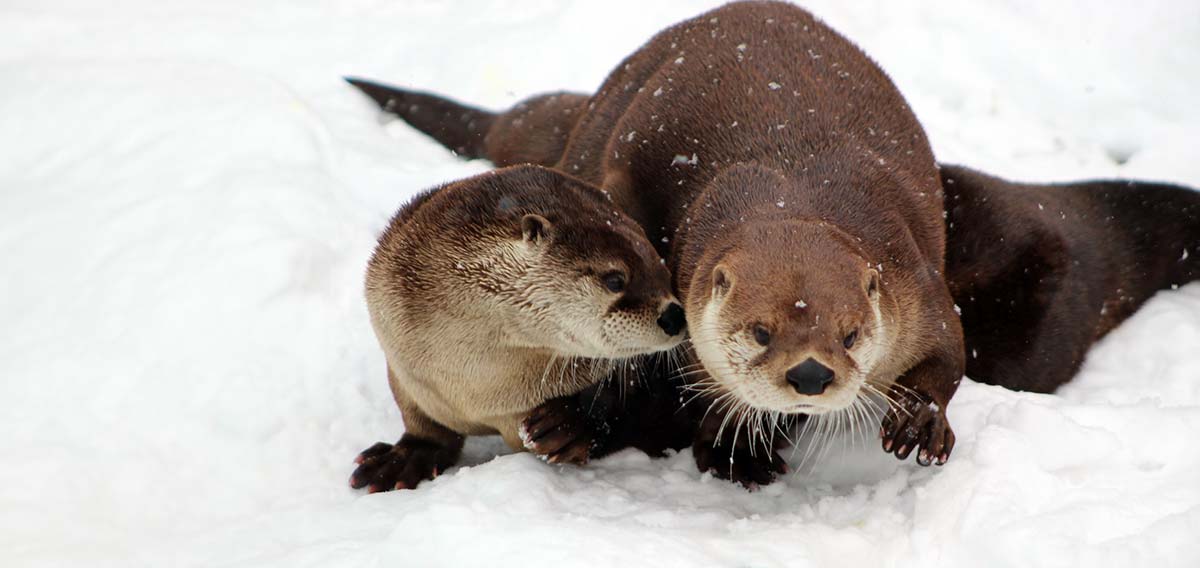 otters in the snow