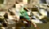 Black-naped fruit dove