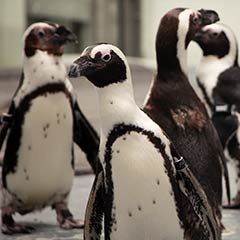 colony of penguins