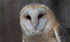 barn owl