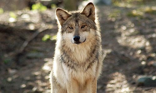 wolf