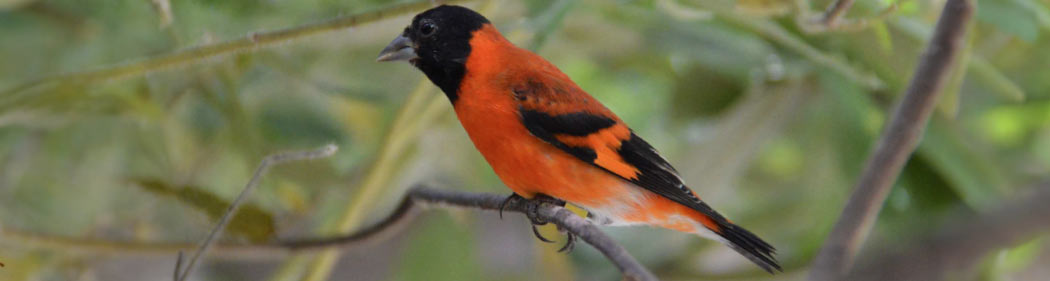 red siskin