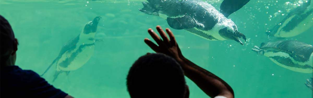 guests watching penguins swimming underwater