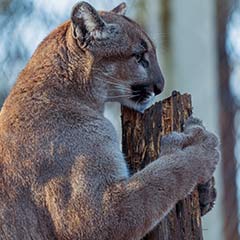 cougar scratching log