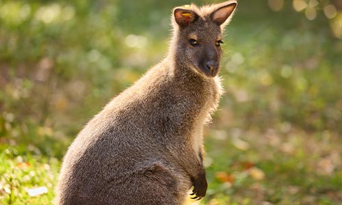 wallaby