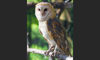 barn owl