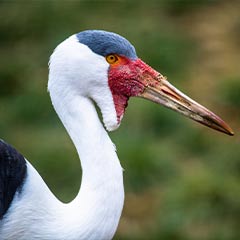 wattled crane