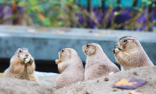 group of prairie dogs