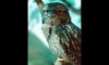 tawny frogmouth
