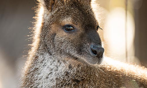 wallaby