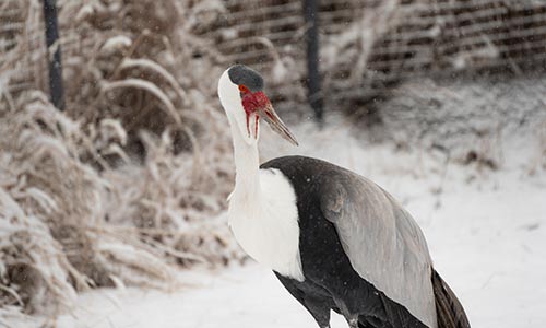 wattled crane