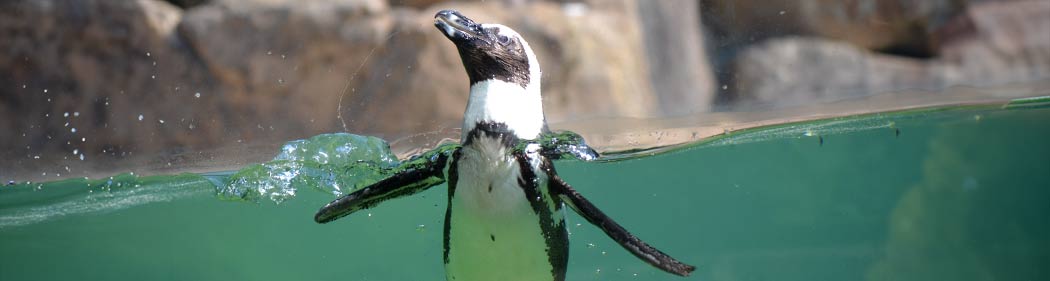 penguin swimming