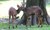 lowland nyala