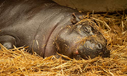 pygmy hippo