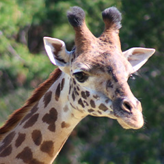 Masai giraffe