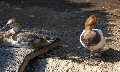 canvasback duck