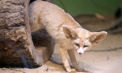 Fennec fox