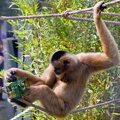 gibbon getting food out of puzzle feeder