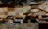 African spurred tortoise