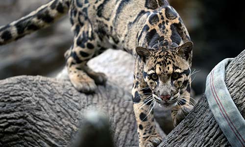 clouded leopard