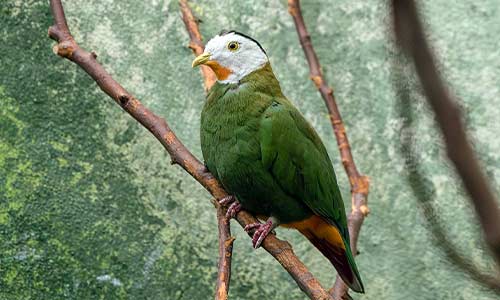 Black-naped fruit dove