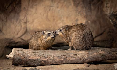 rock hyrax