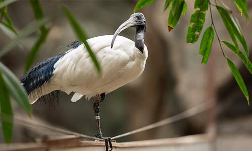 Madagascar sacred ibis