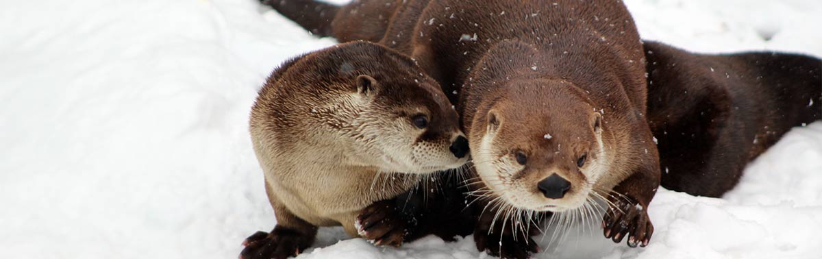 otters in the snow