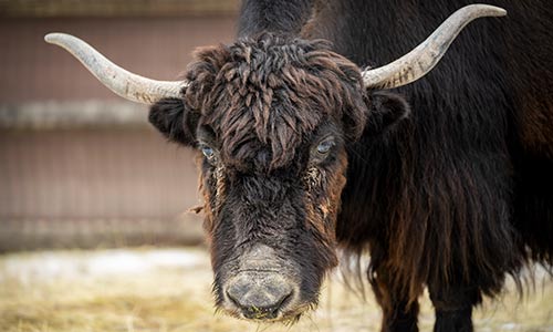 yak