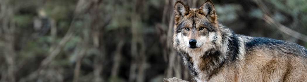 Mexican gray wolf