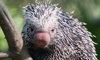 prehensile-tailed porcupine