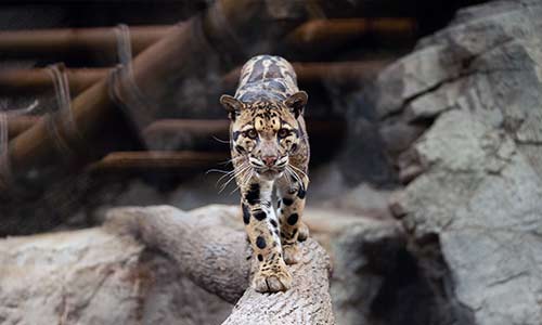 clouded leopard