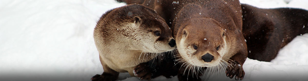 otters in the snow