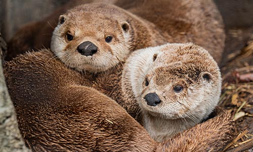 otters