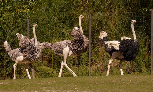 three ostriches