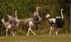 three ostriches