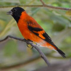 red siskin