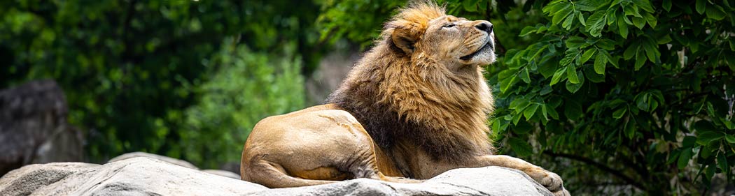 African lion sitting on a rock in the sunshine