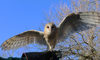 barn owl