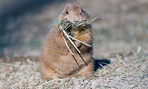 prairie dog stuffing hay in its mouth