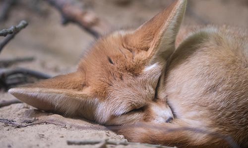 Fennec fox