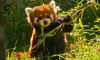 red panda eating bamboo