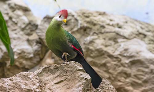 red-crested turaco