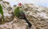 red-crested turaco