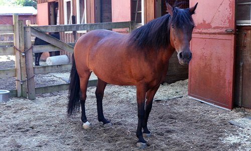 Morgan horse in Franklin Farm