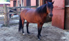 Morgan horse in Franklin Farm
