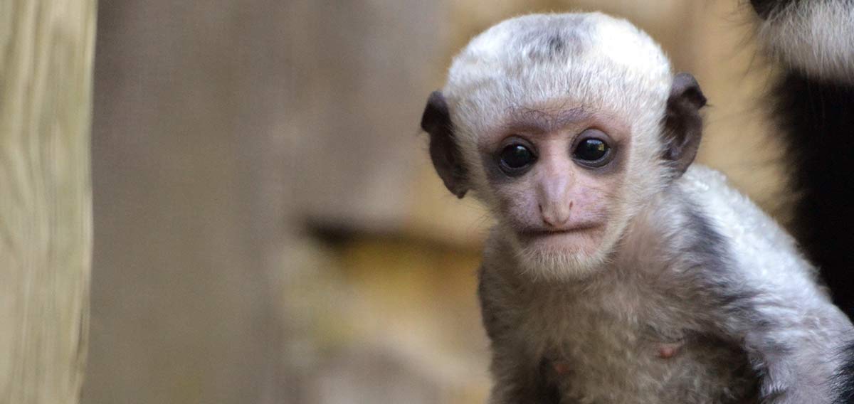 baby colobus monkey