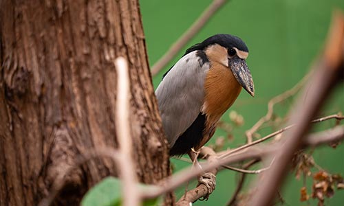 boat-billed heron
